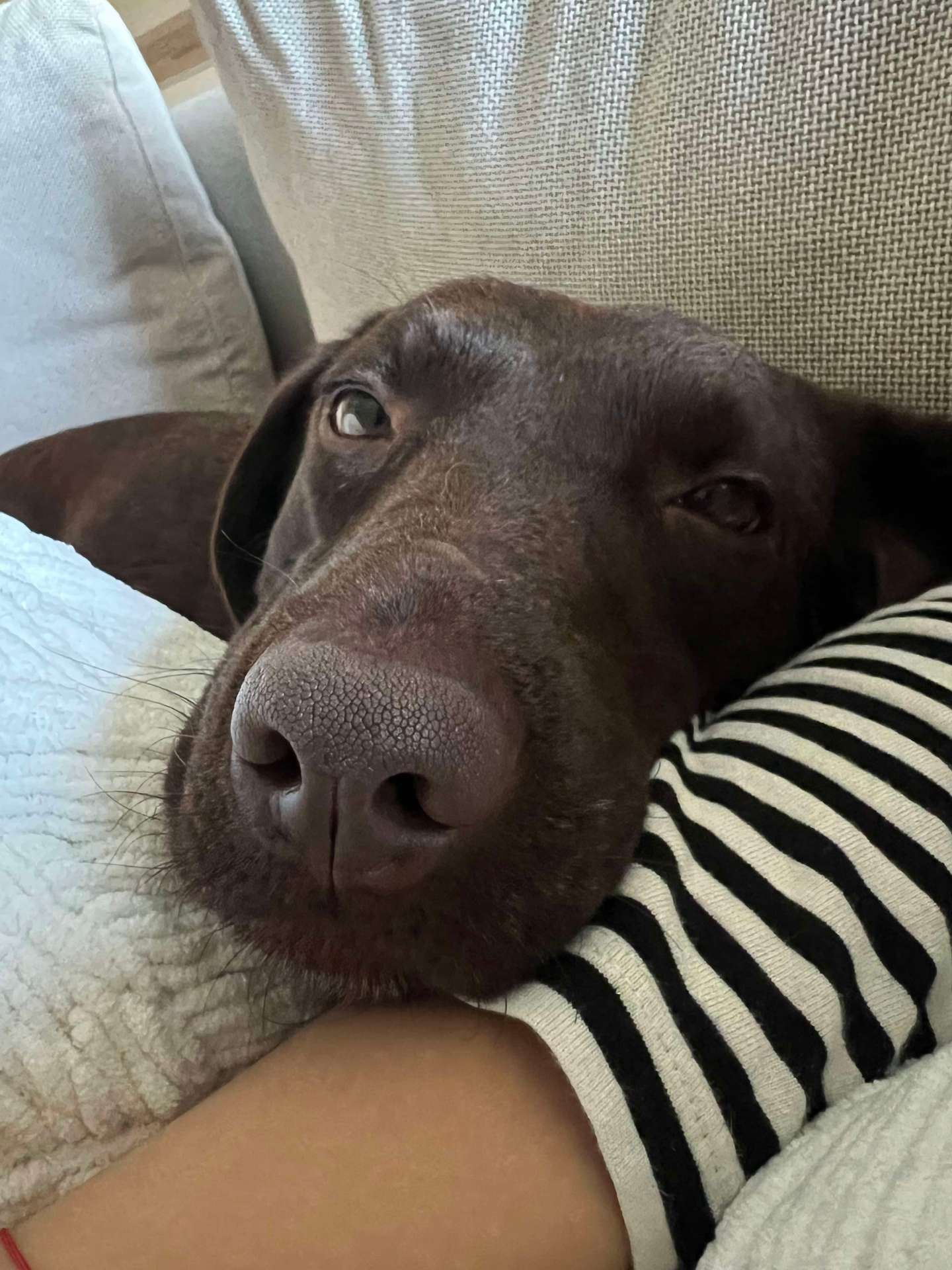 Bal 