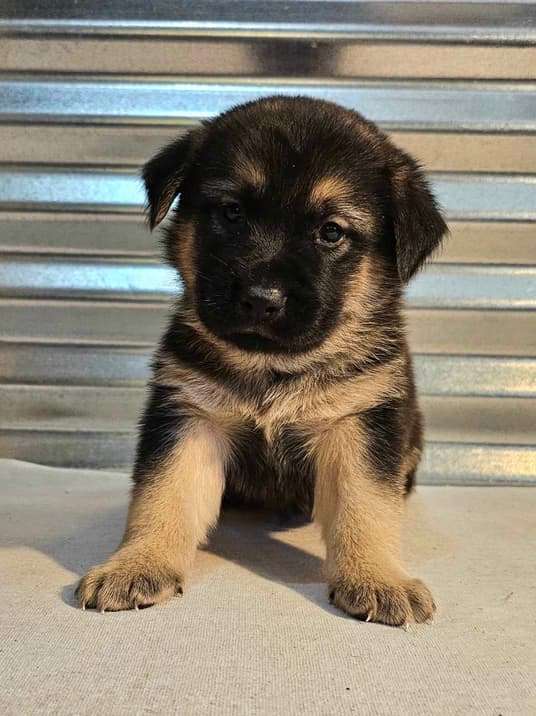 *ADOPTED* <br> Sequoia