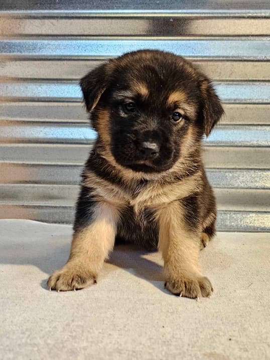 *ADOPTED* <br> Sequoia