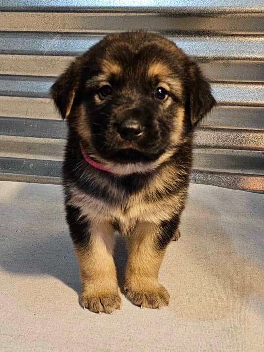 *ADOPTED* <br> Sequoia