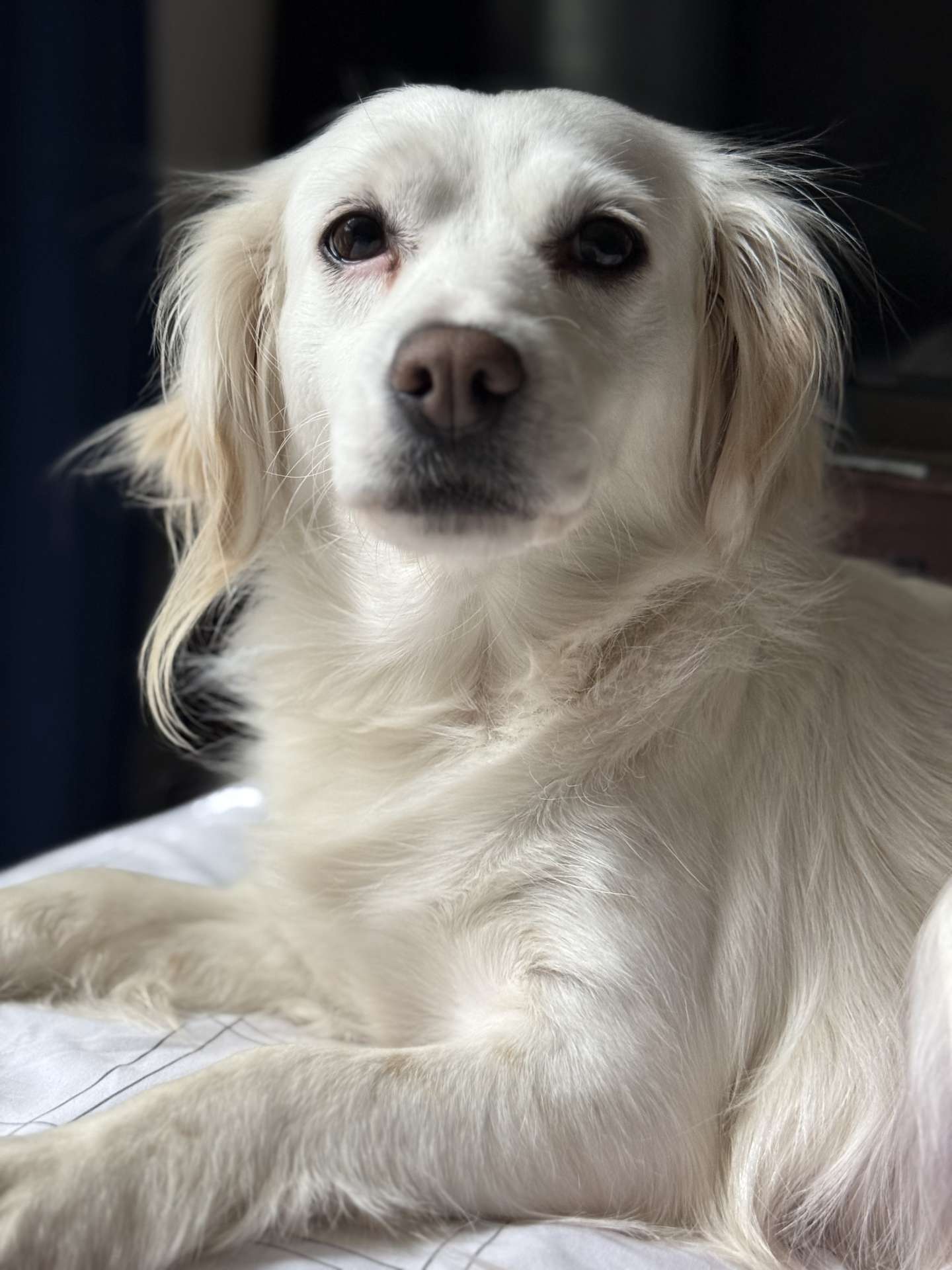 Princess  