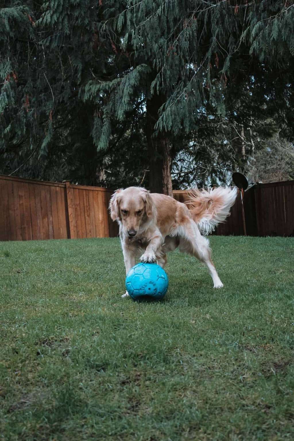 Loki