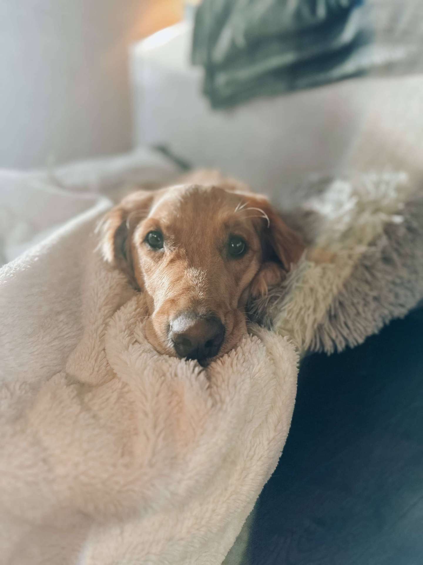 Loki