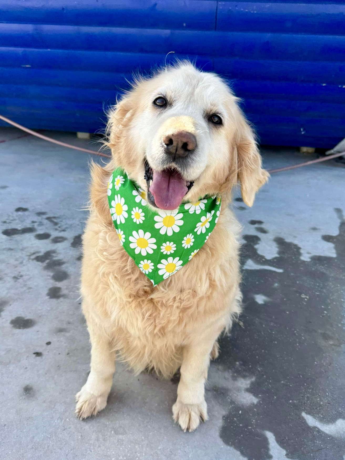 Goldilocks 