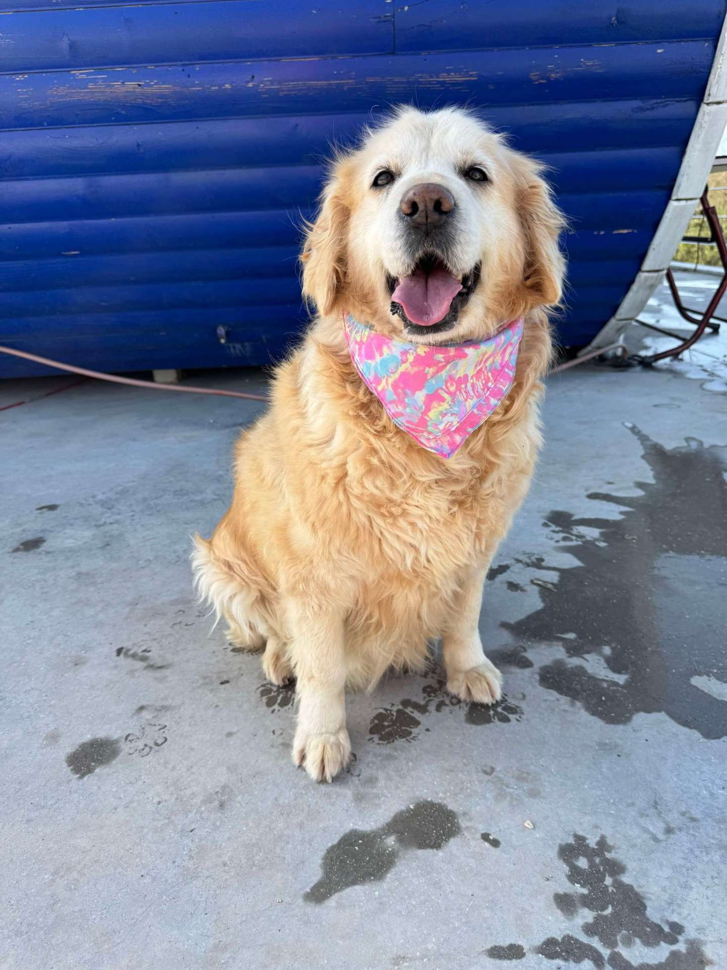 Goldilocks 