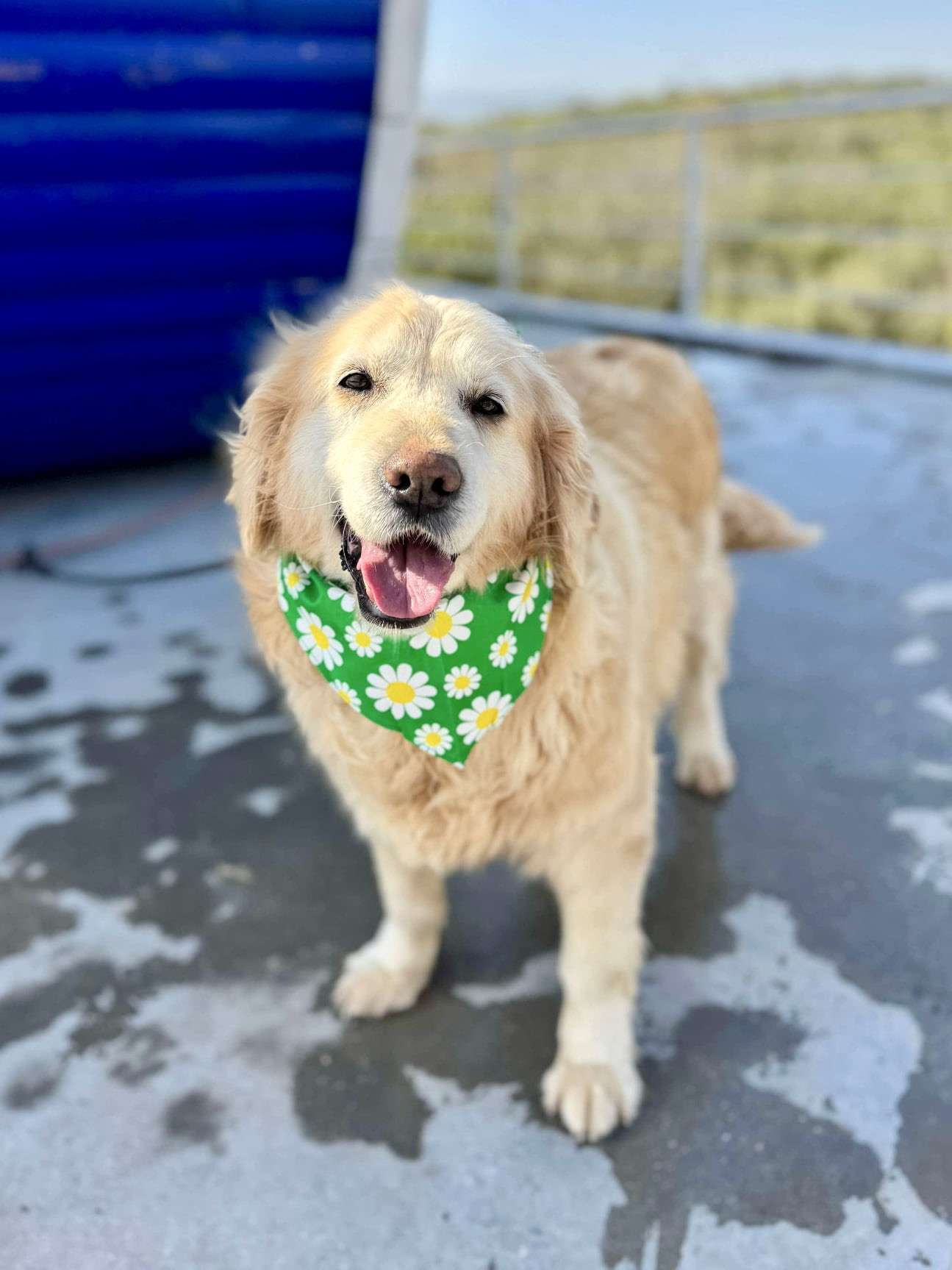 Goldilocks 