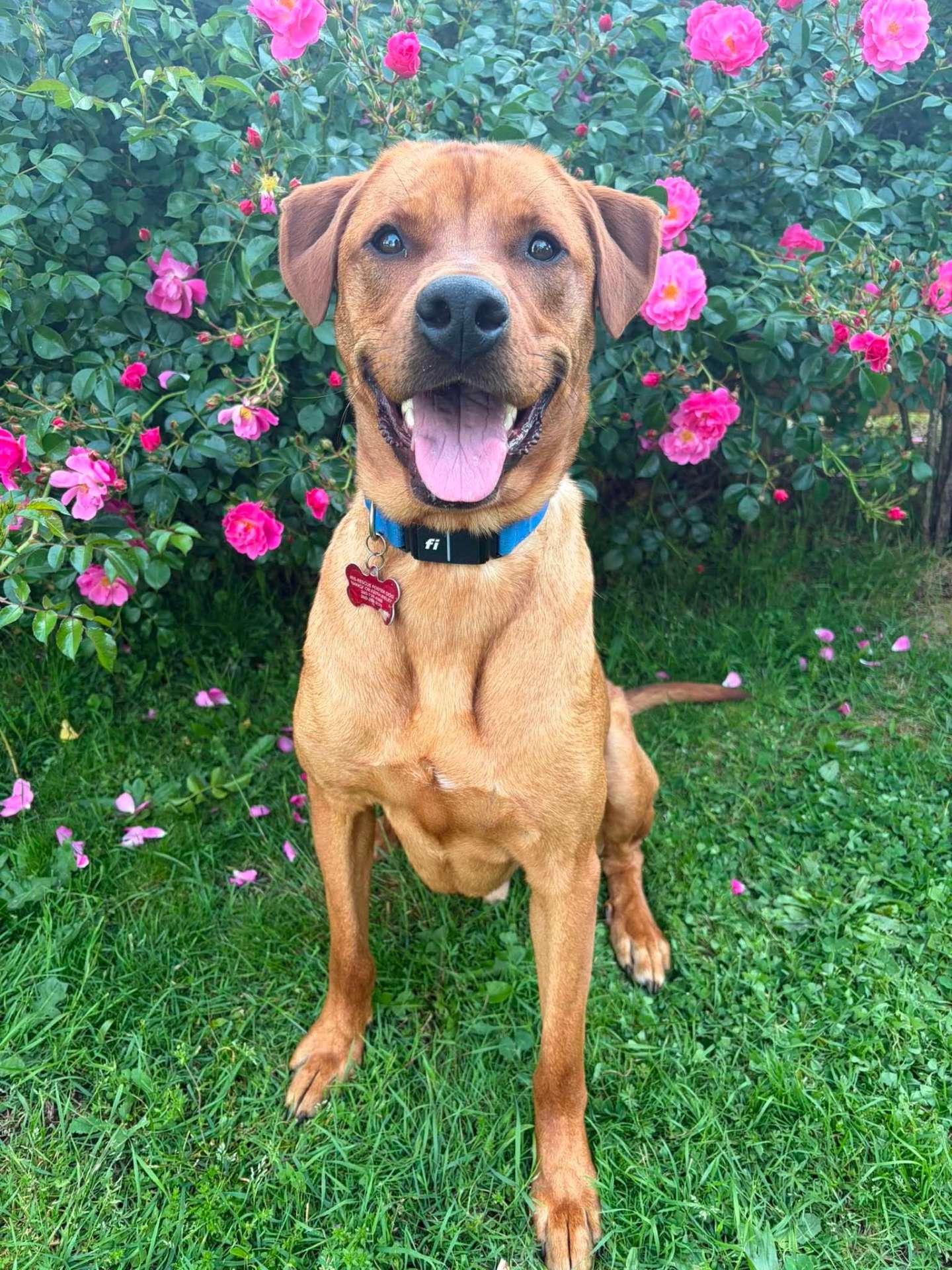 *ADOPTED* <br> Nicholas 