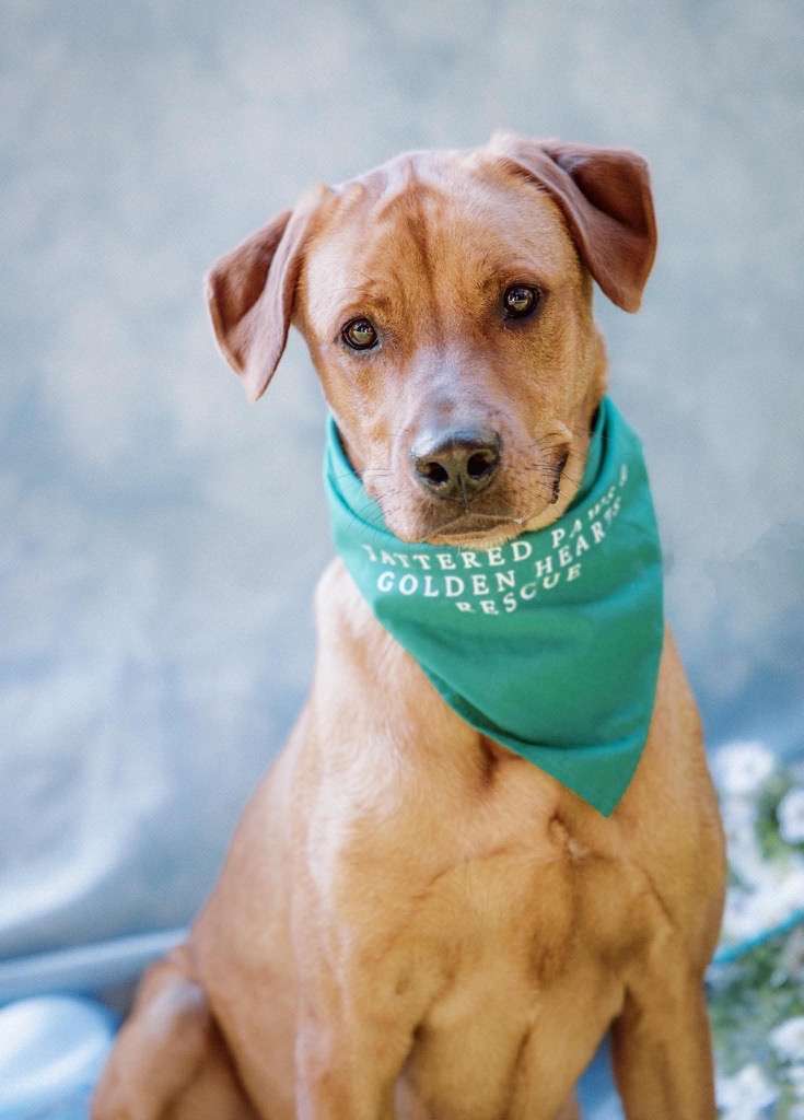 *ADOPTED* <br> Nicholas 