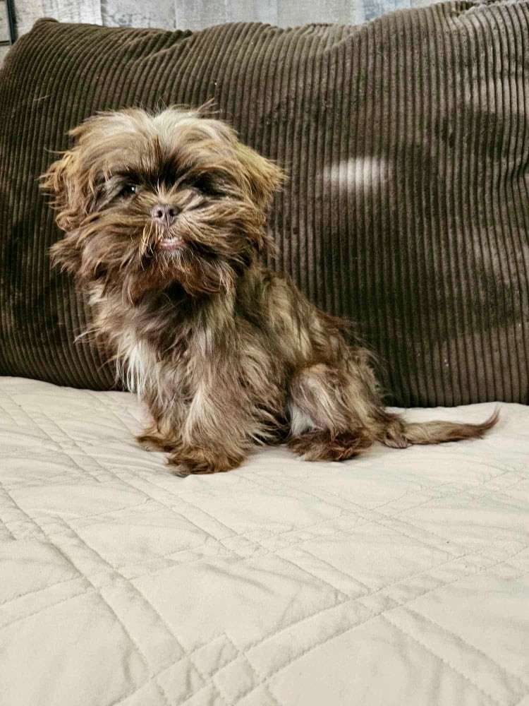 Chewy  