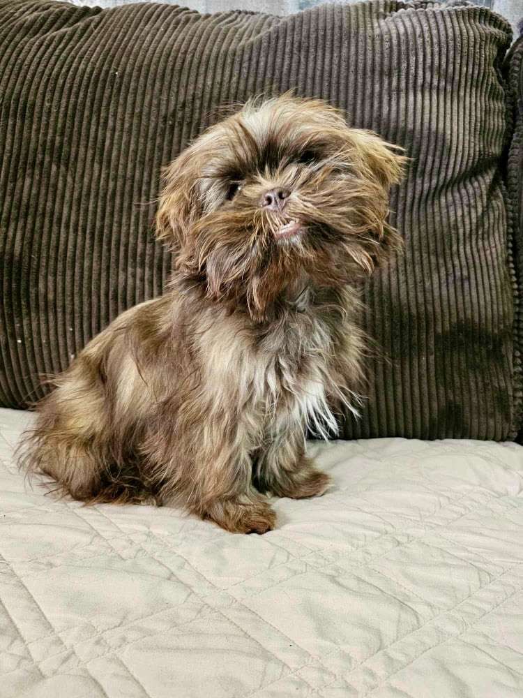 Chewy  