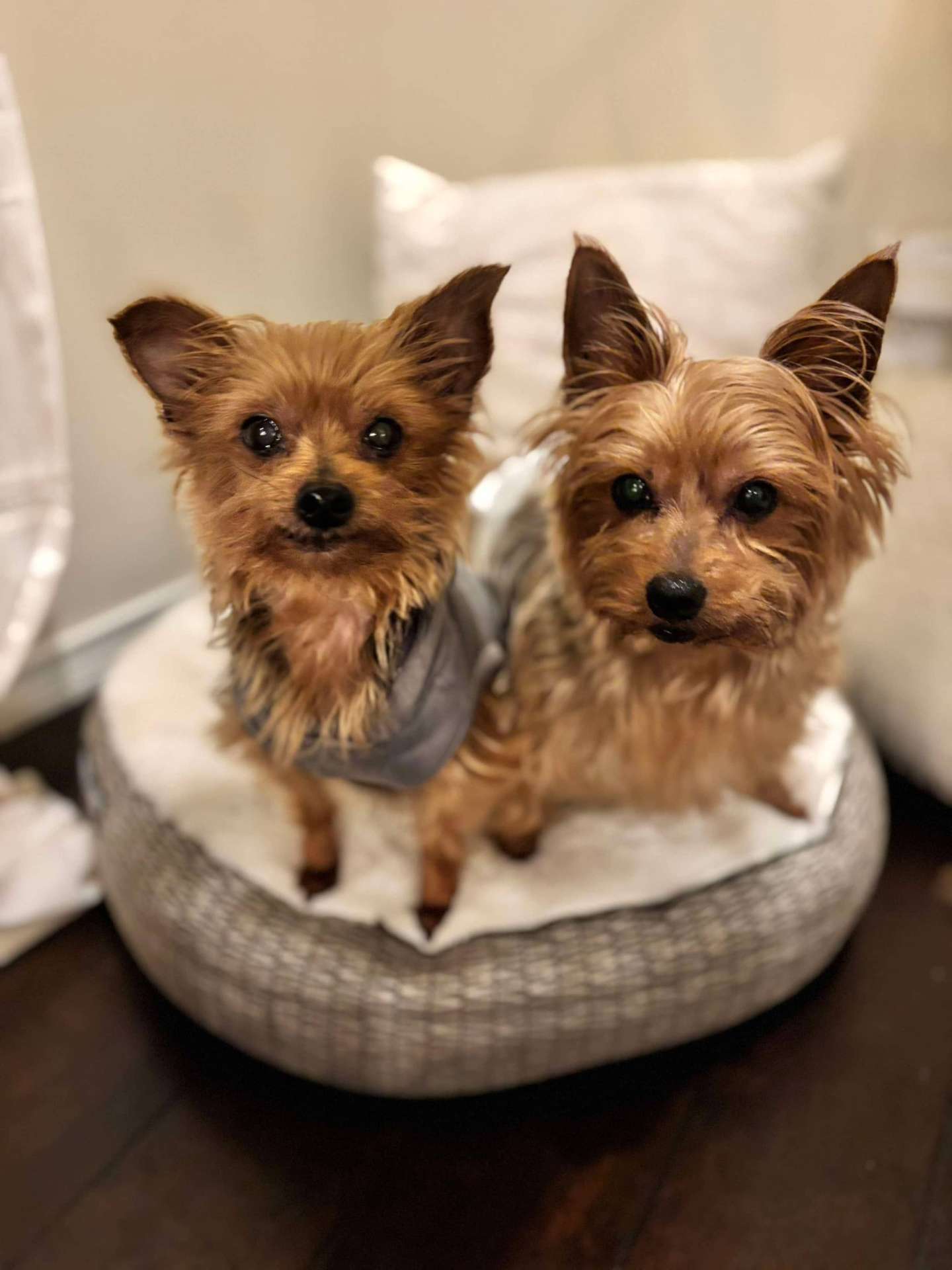 Snickers & Rolo 