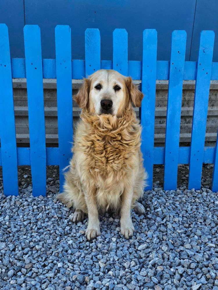 Wanda - Application Limit Exceeded