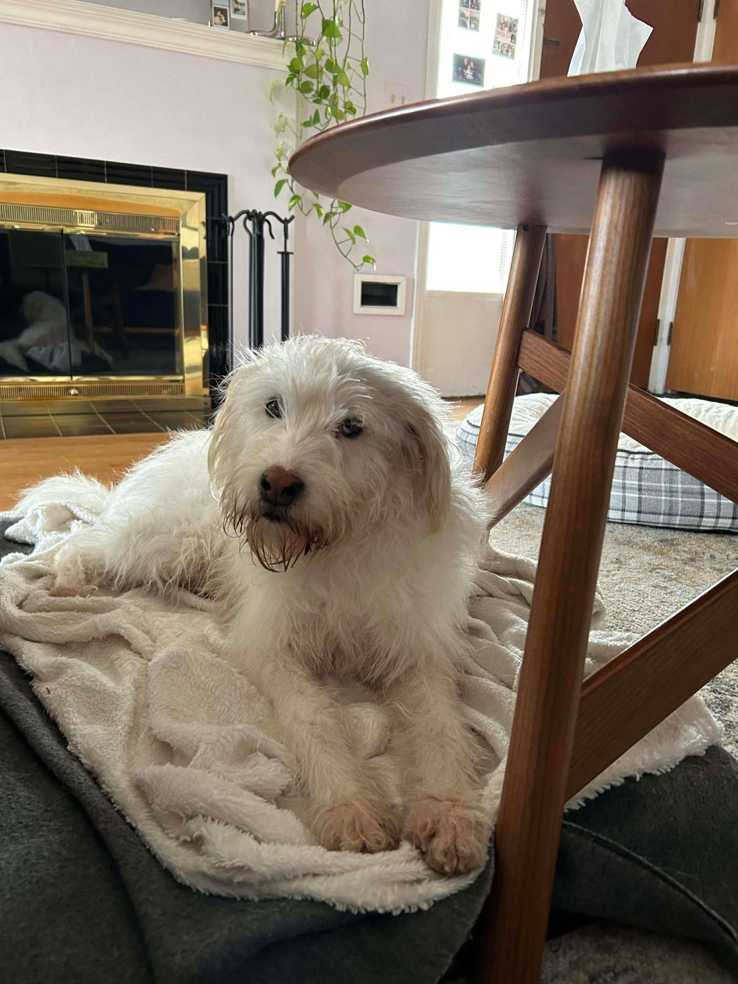 Lulu  APPLICATION LIMIT EXCEEDED