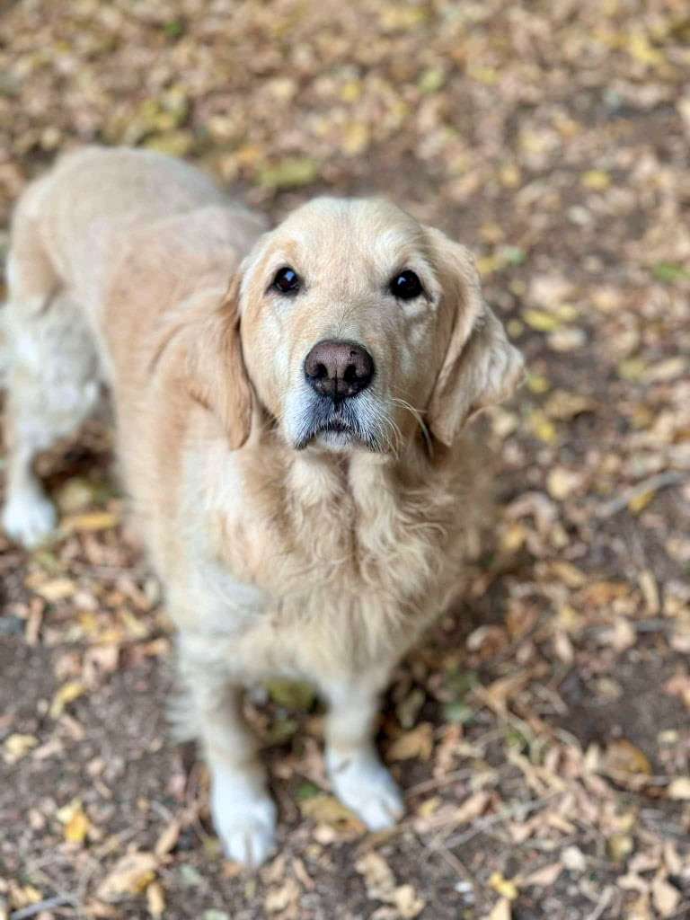 Josie 
