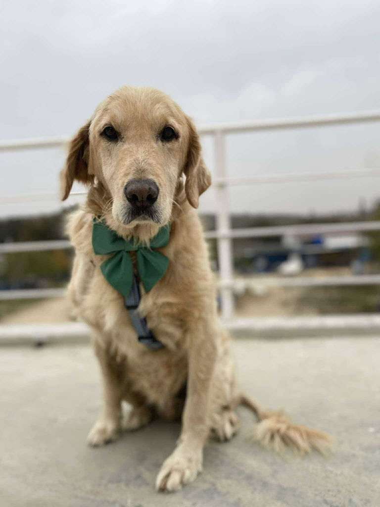 Josie 