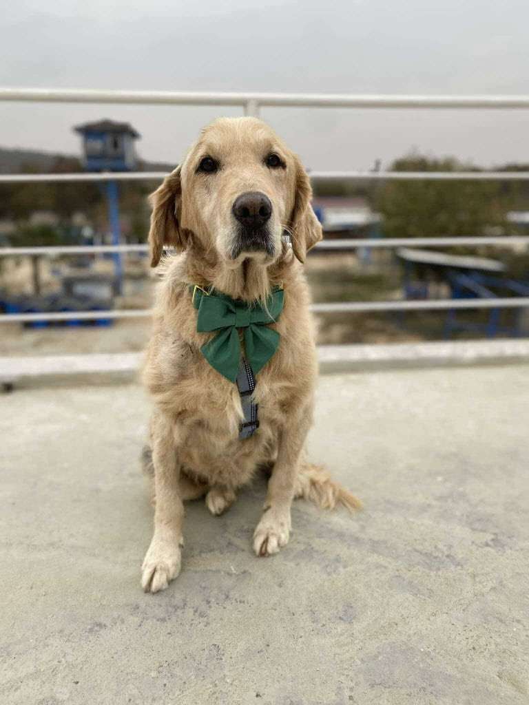 Josie 