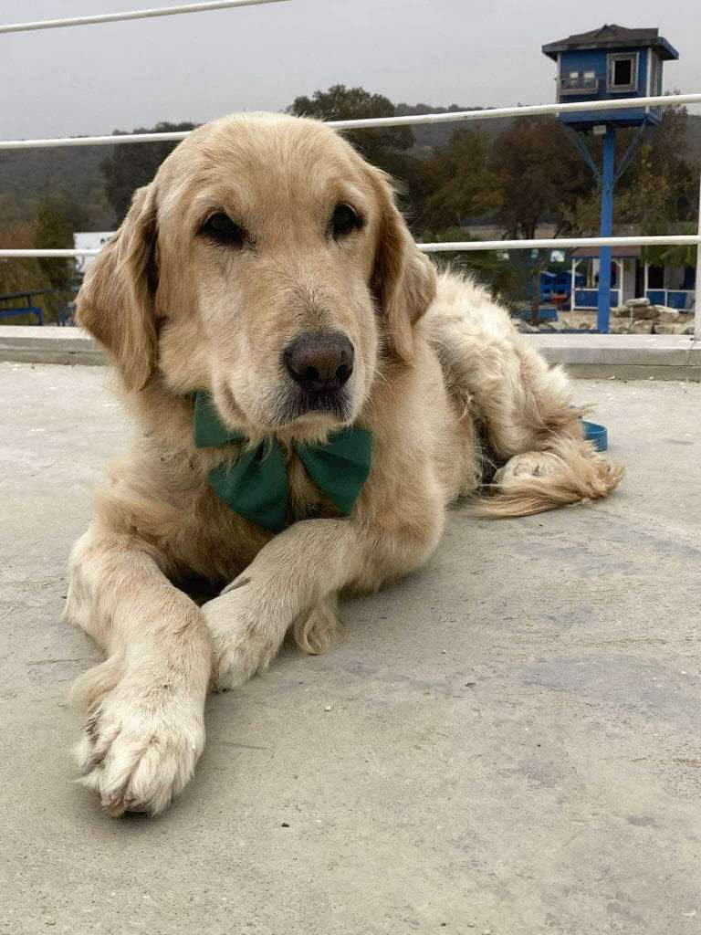 Josie 