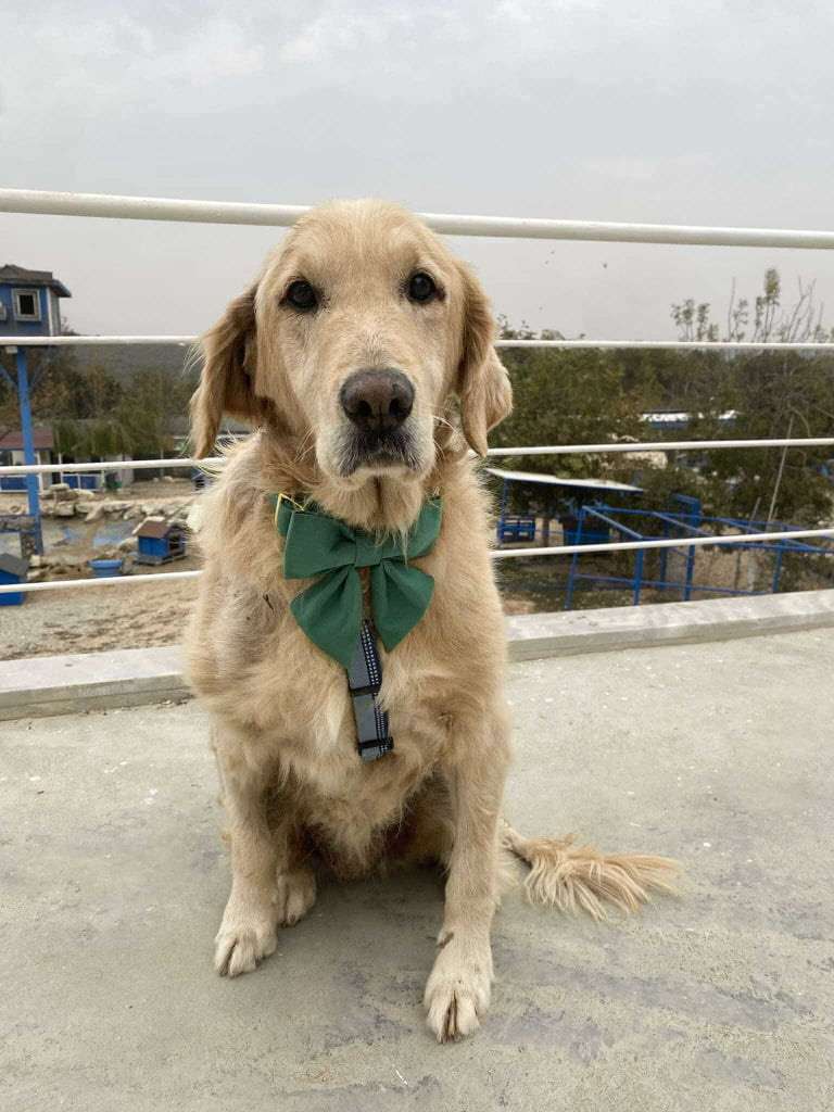 Josie 