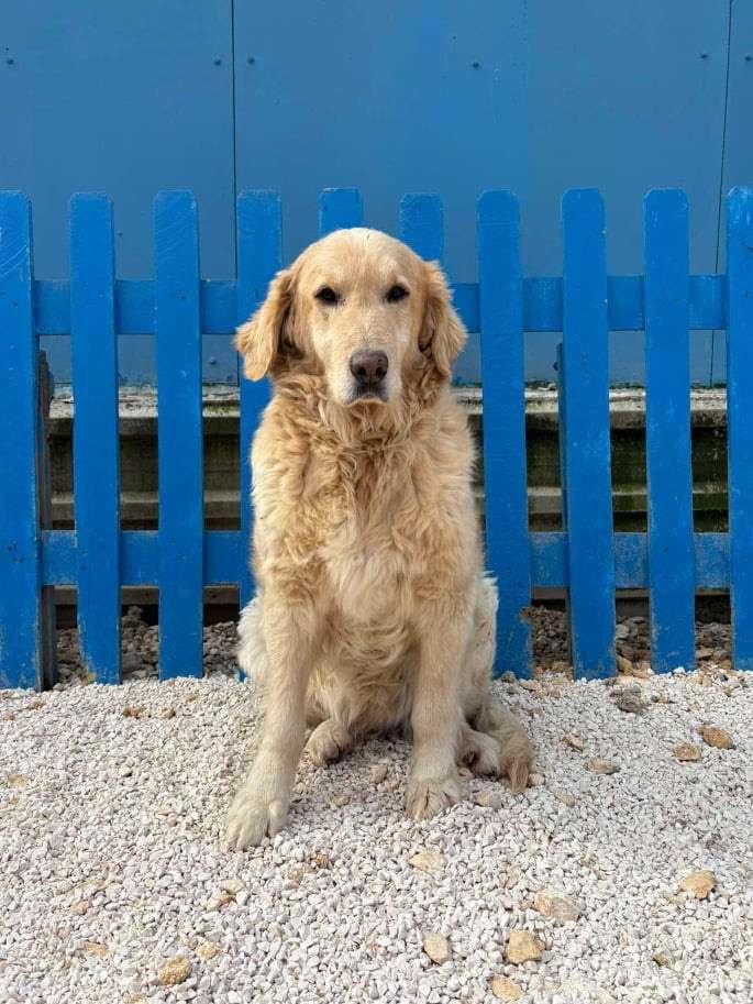 Josie 
