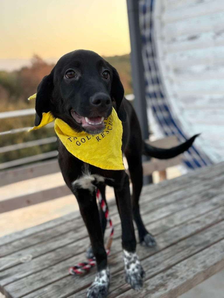Gracie 