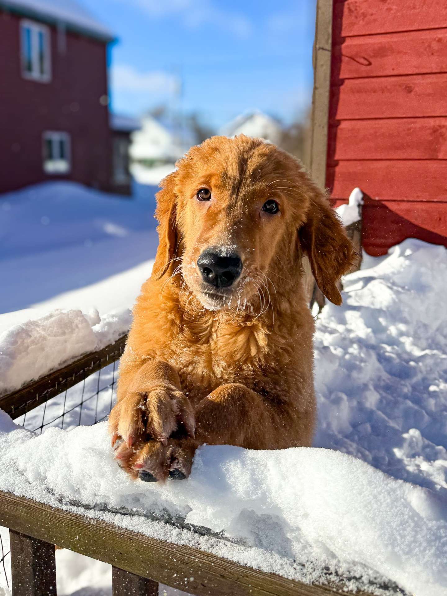Watson 