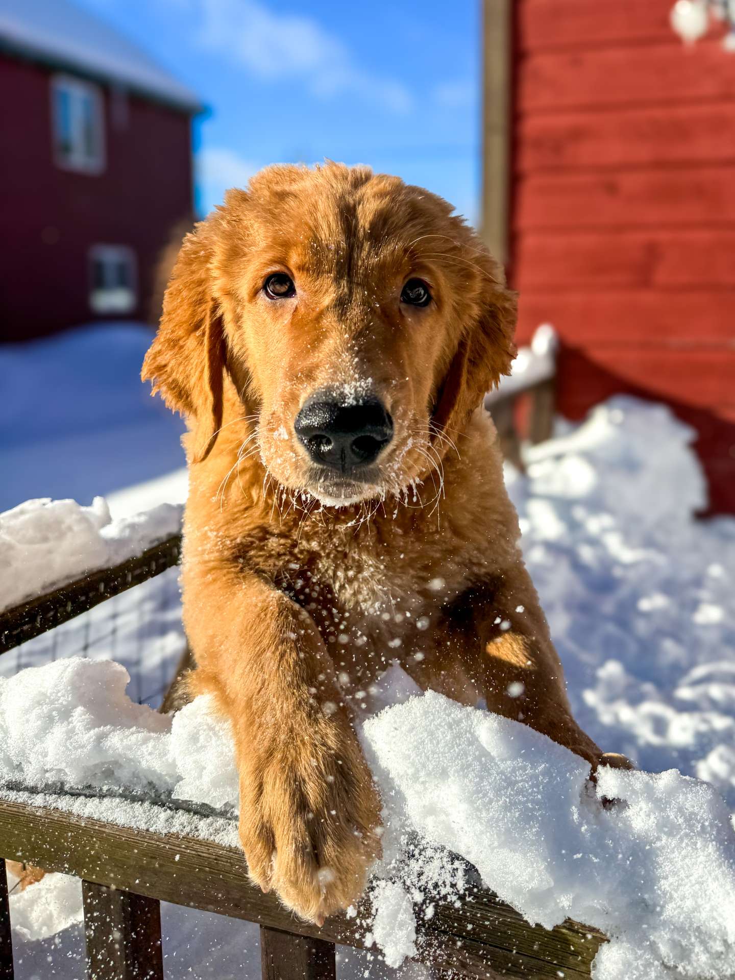 Watson 