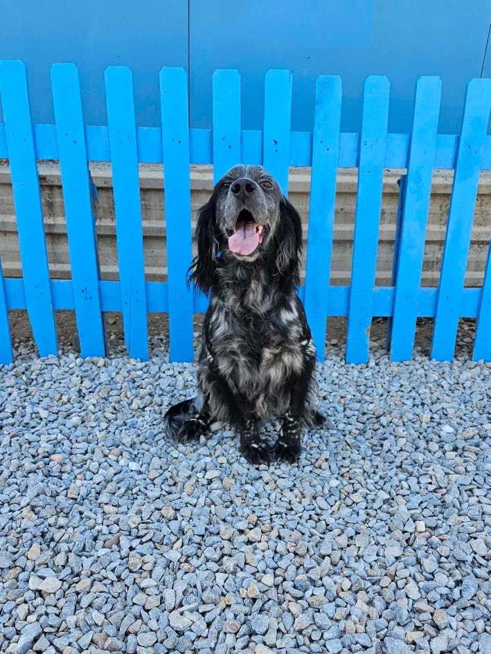 Humphrey
