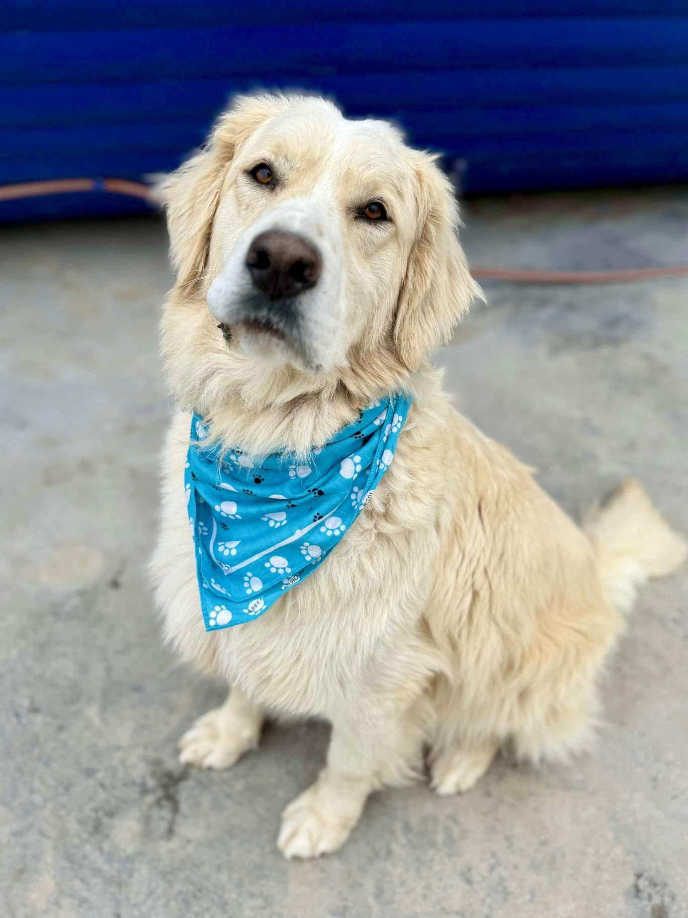 Roscoe 