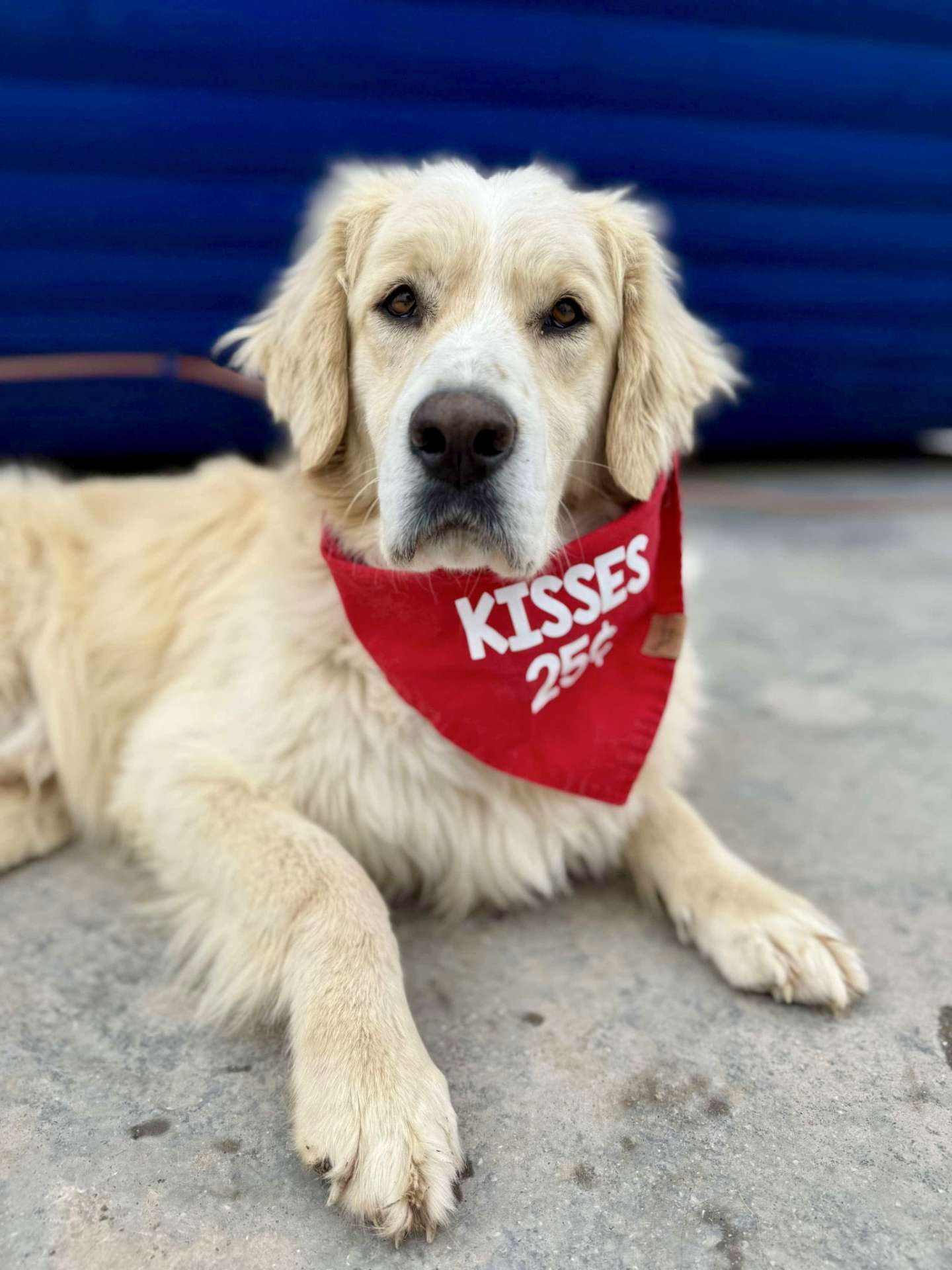 Roscoe 