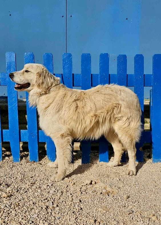 Roscoe 