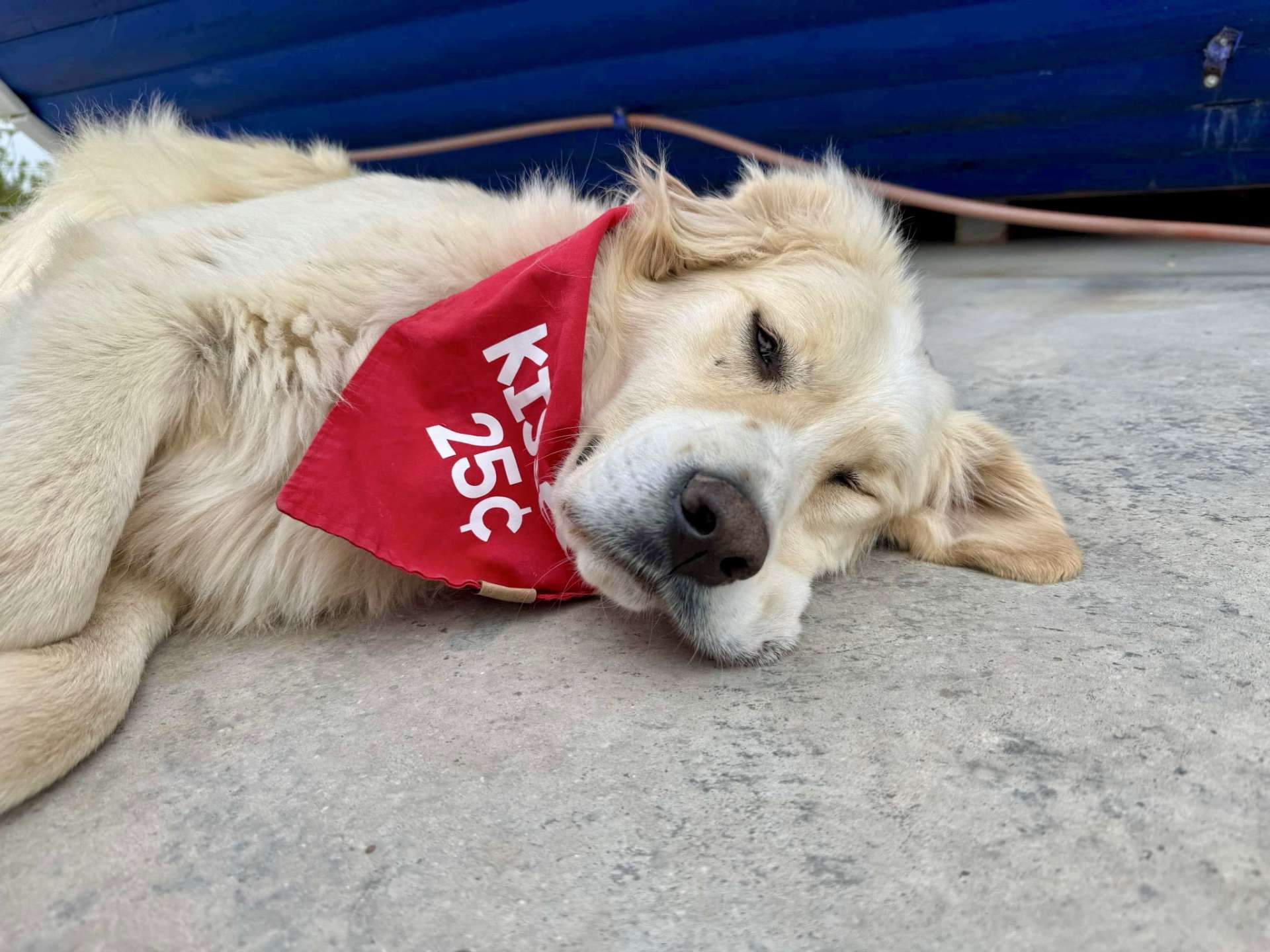 Roscoe 