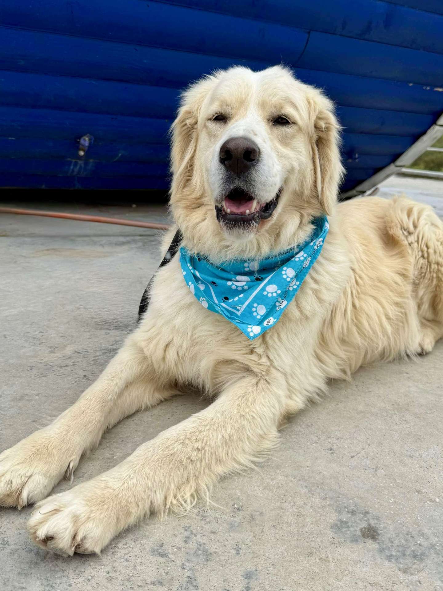 Roscoe 