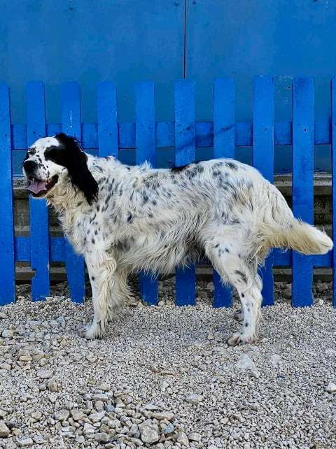 Tyson