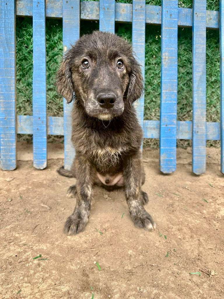 Truffle 