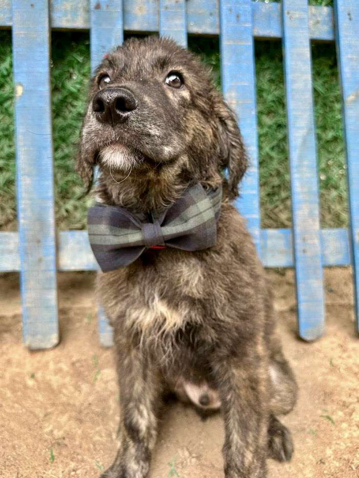 Truffle 