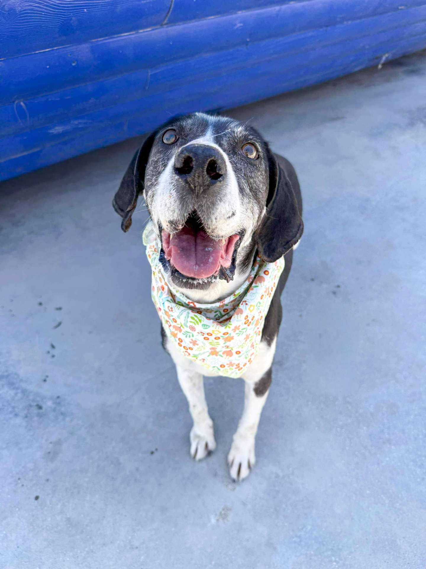 Daisy 
