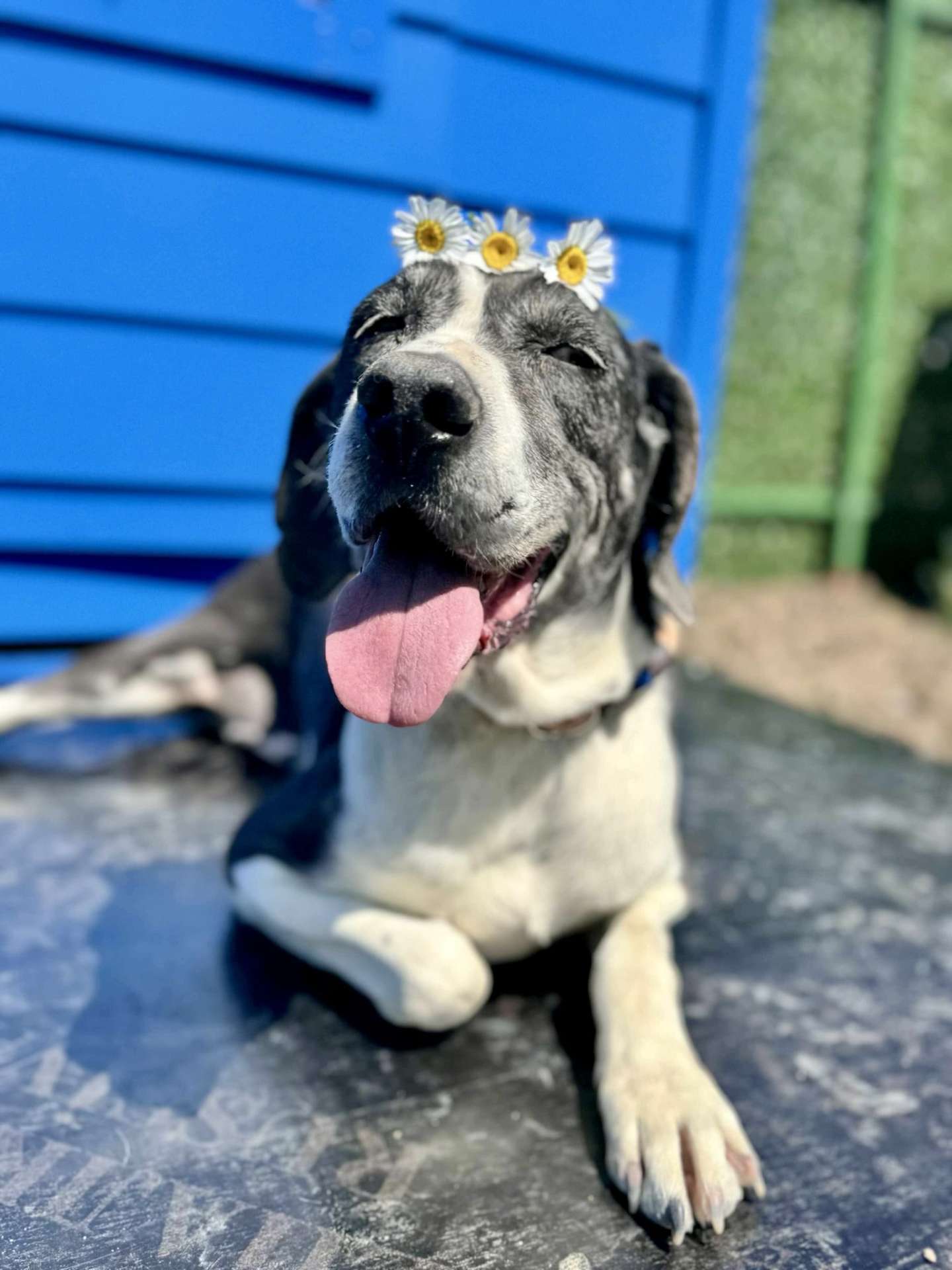 Daisy