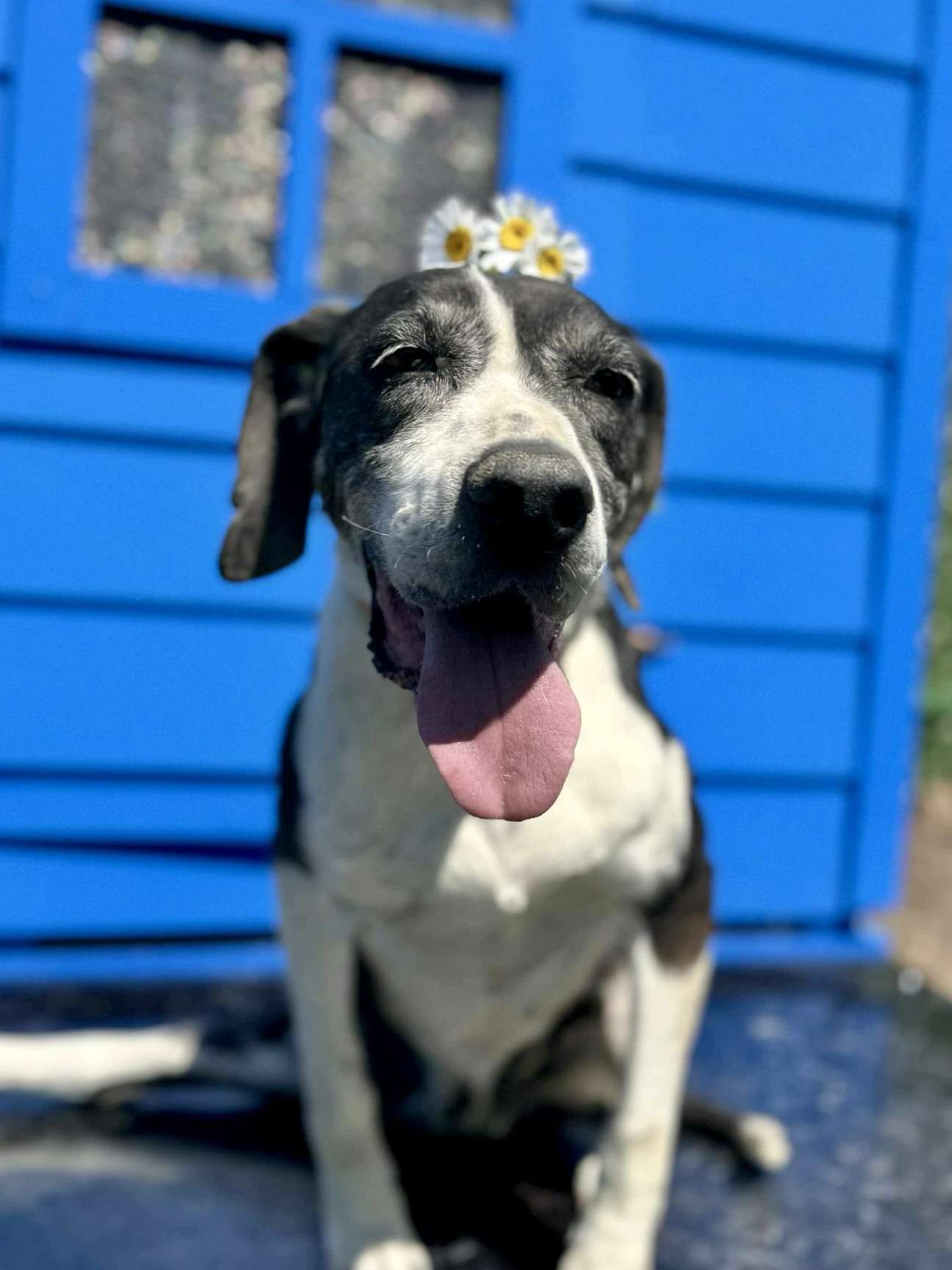 Daisy