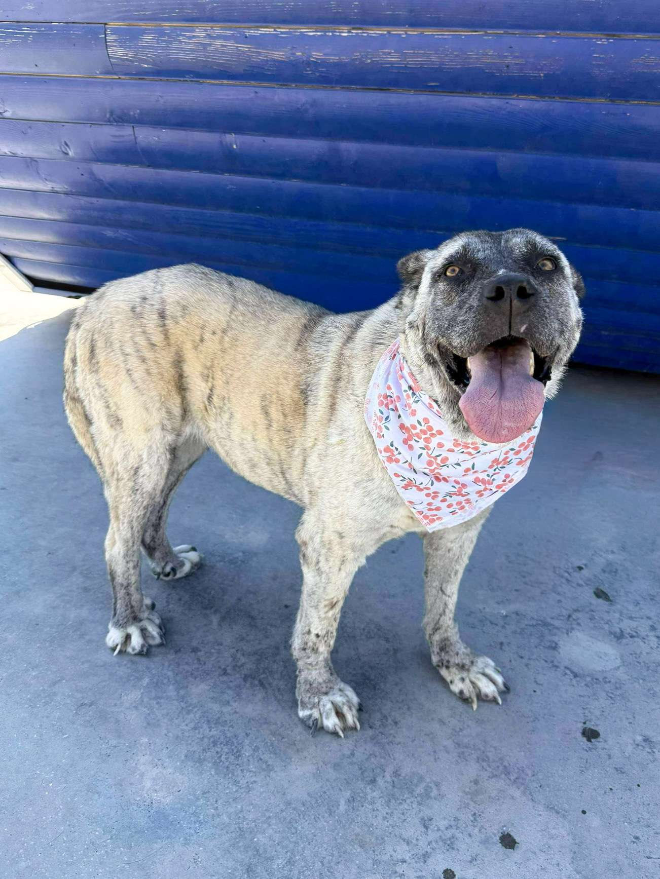 Gone But Not Forgotten <br> Aysel