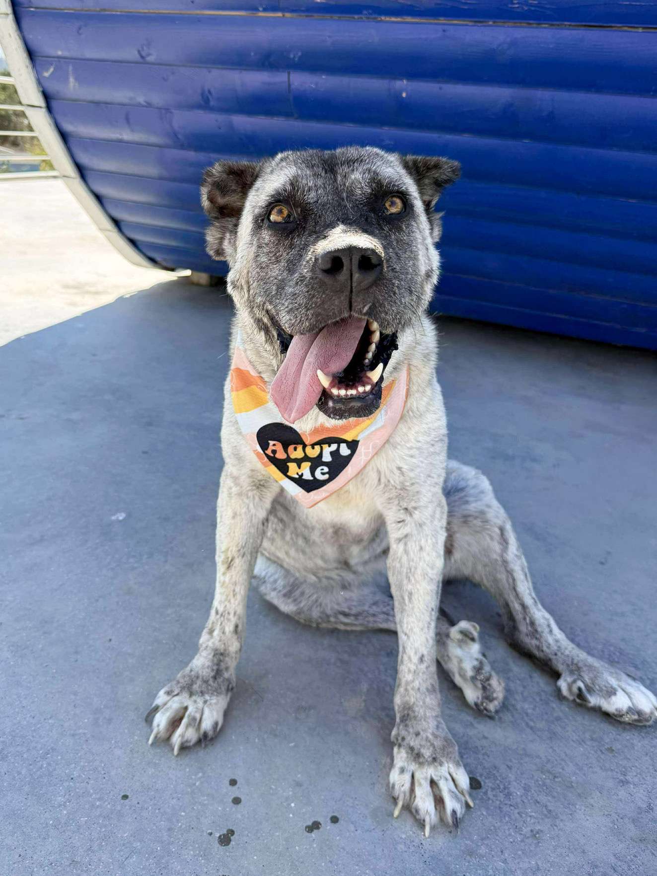 Gone But Not Forgotten <br> Aysel