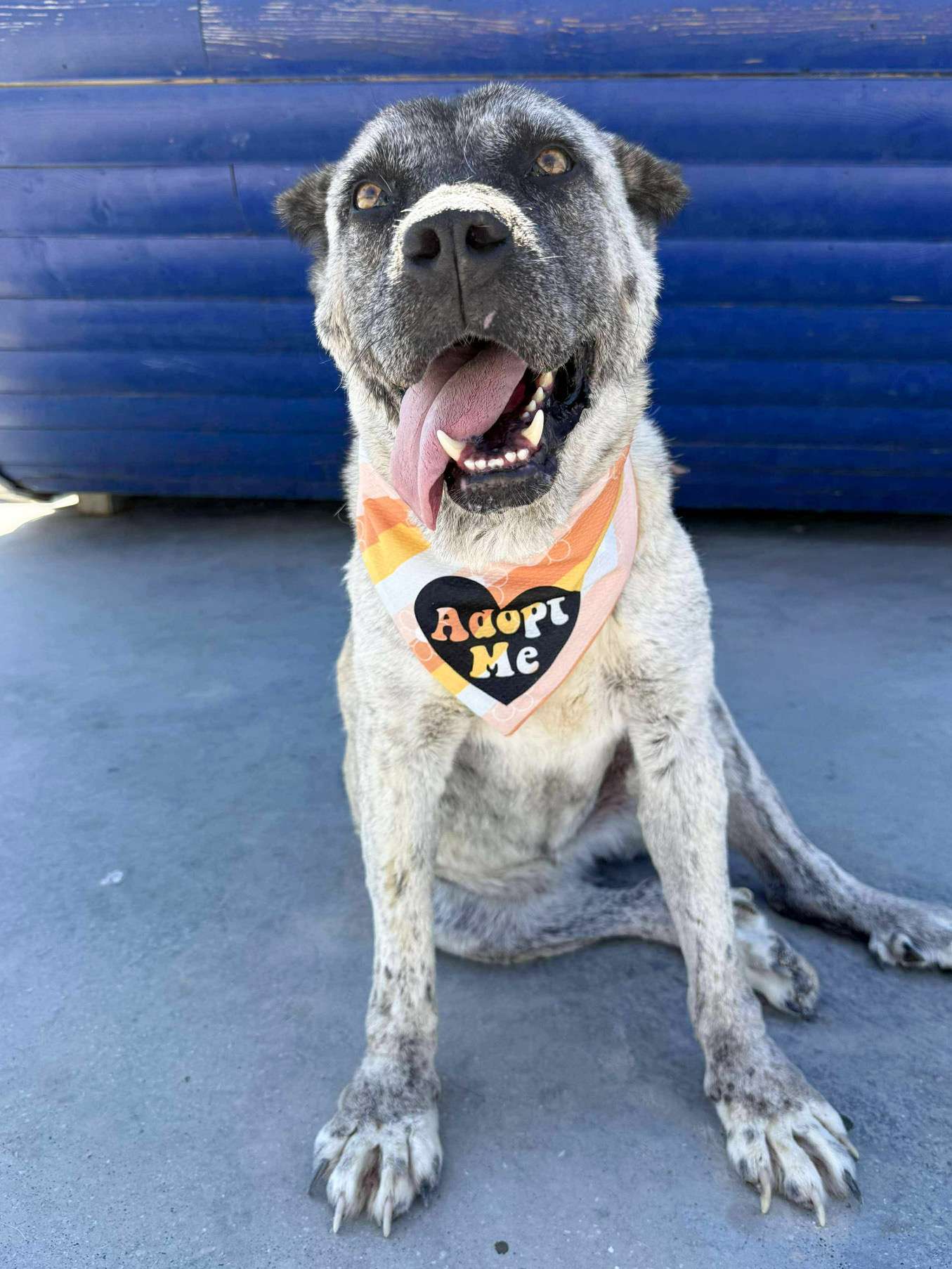 Gone But Not Forgotten <br> Aysel