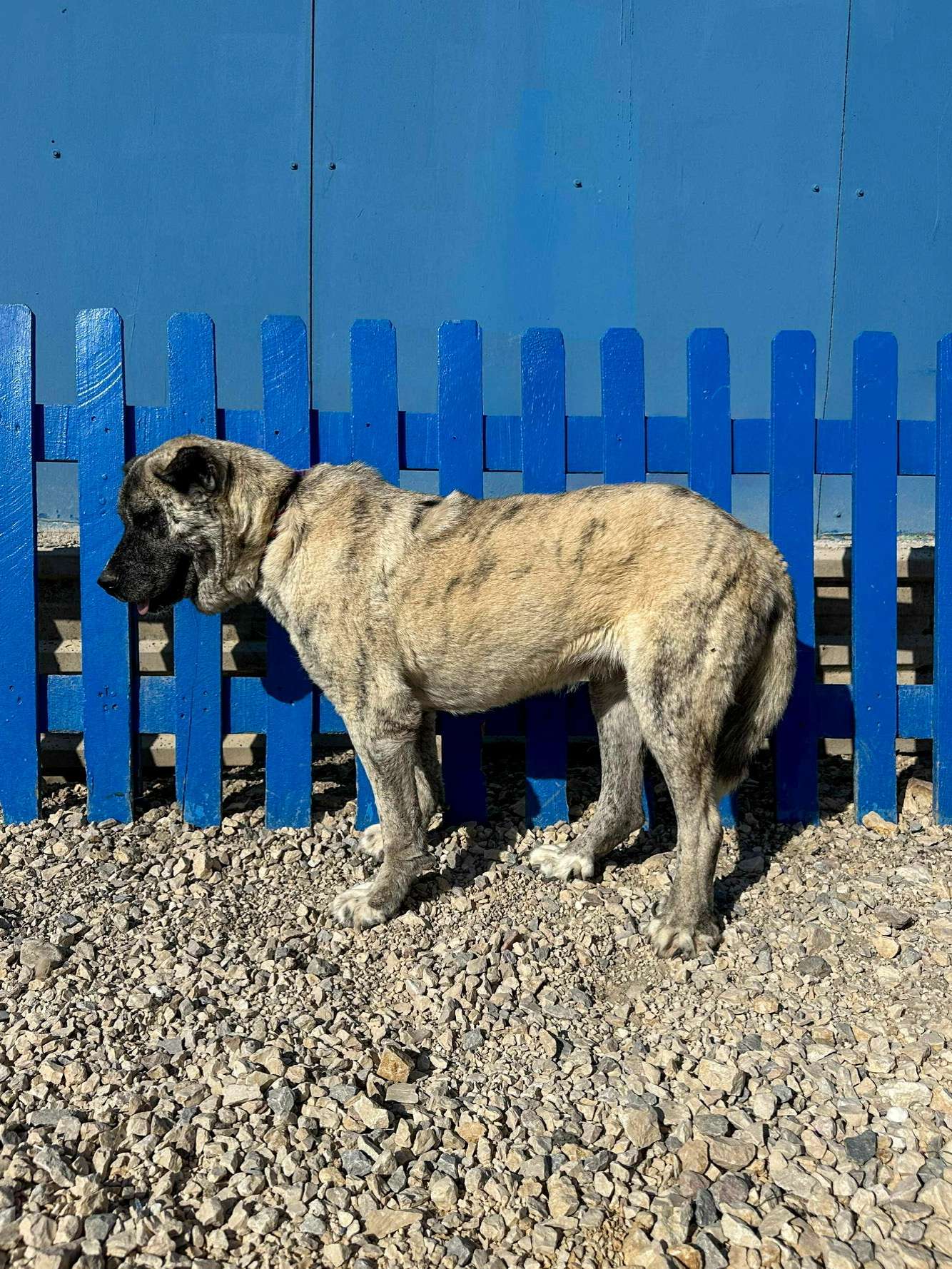 Gone But Not Forgotten <br> Aysel