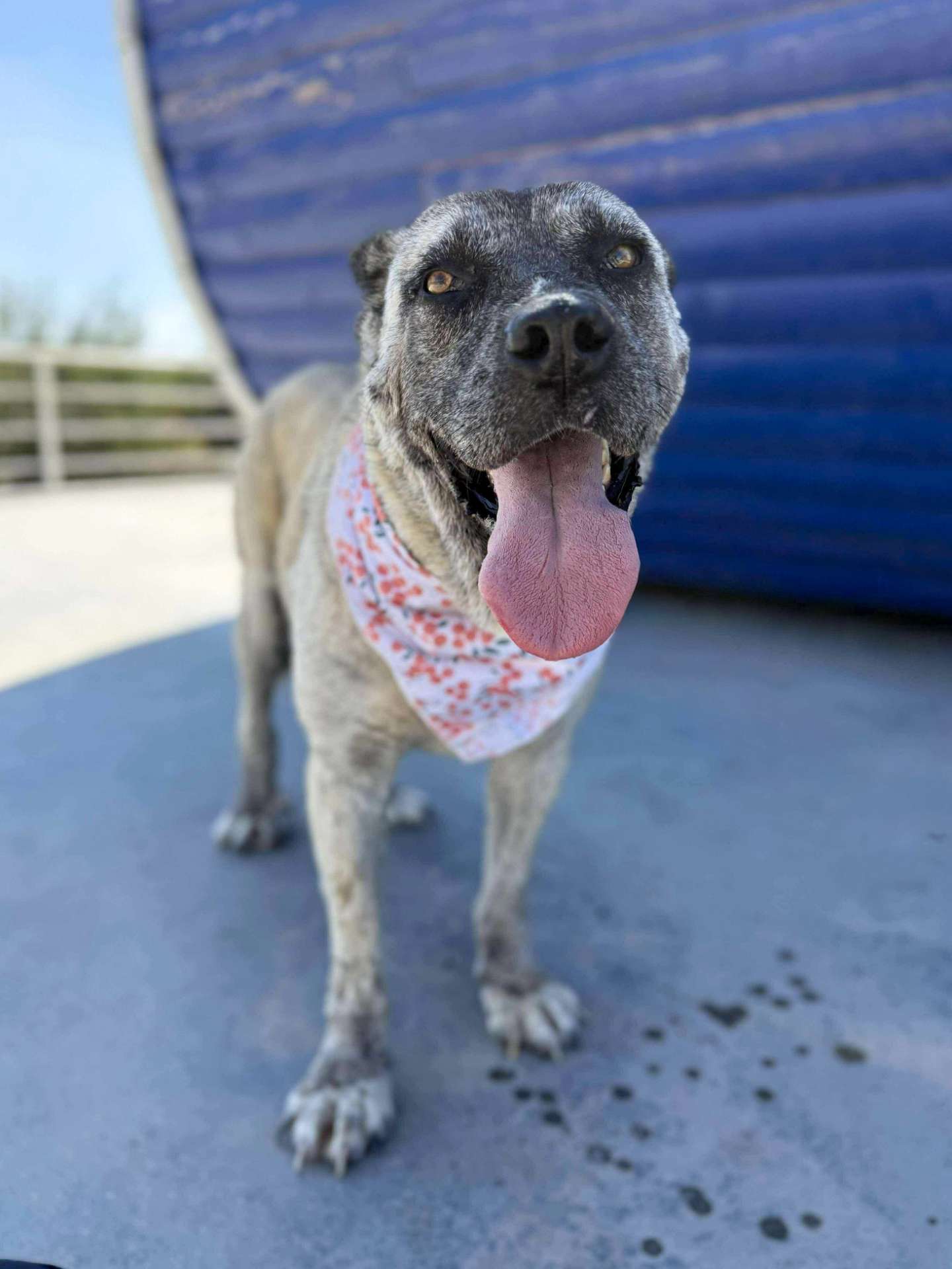 Gone But Not Forgotten <br> Aysel