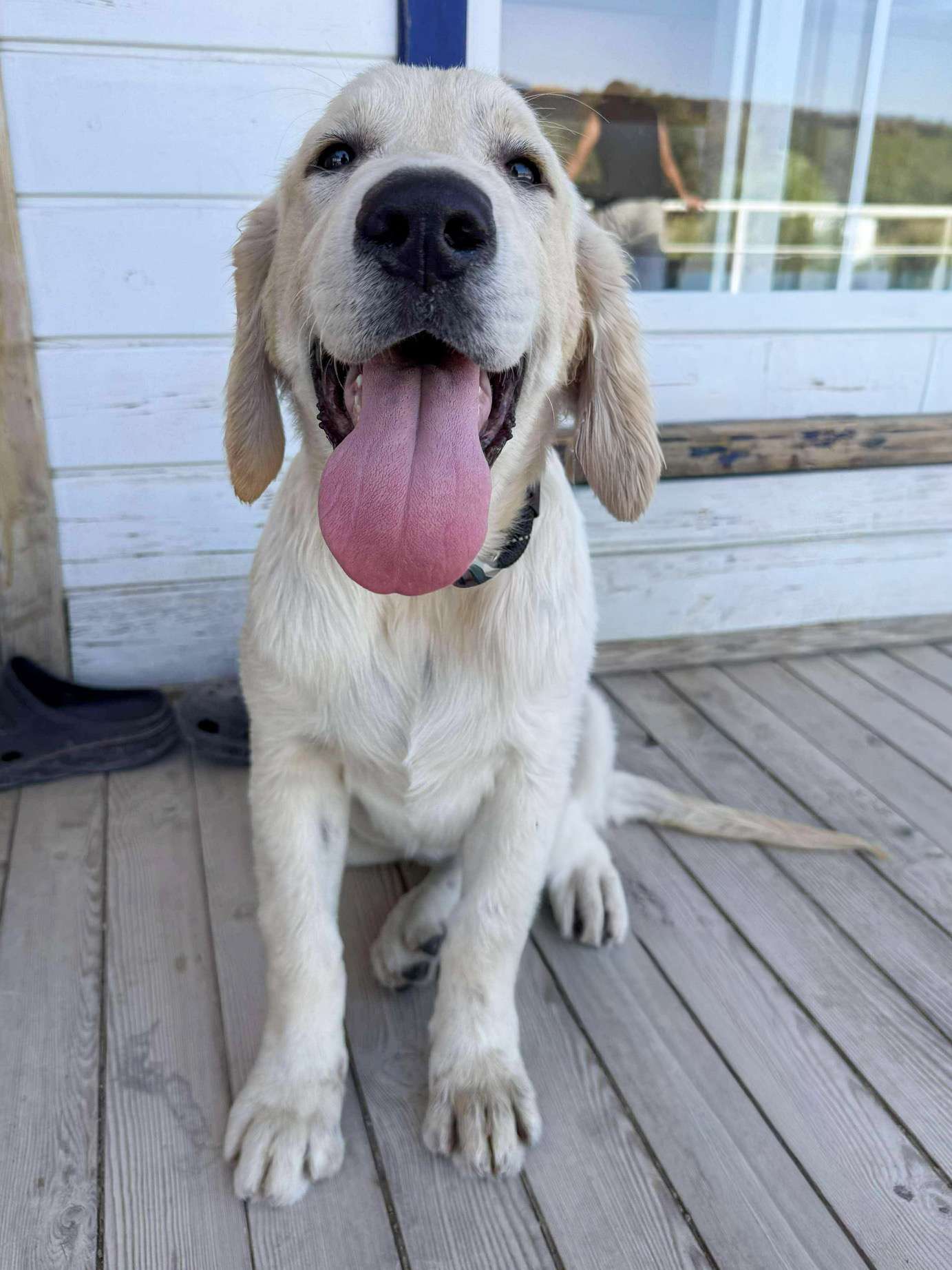 Huckleberry 