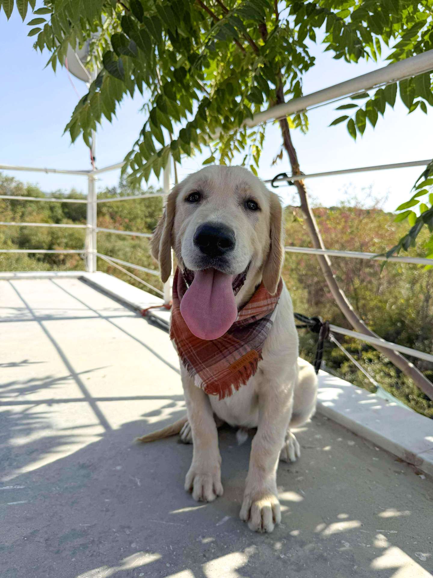 Huckleberry 