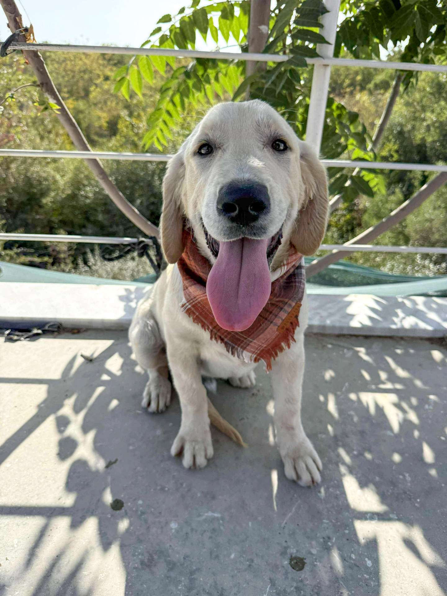 Huckleberry 