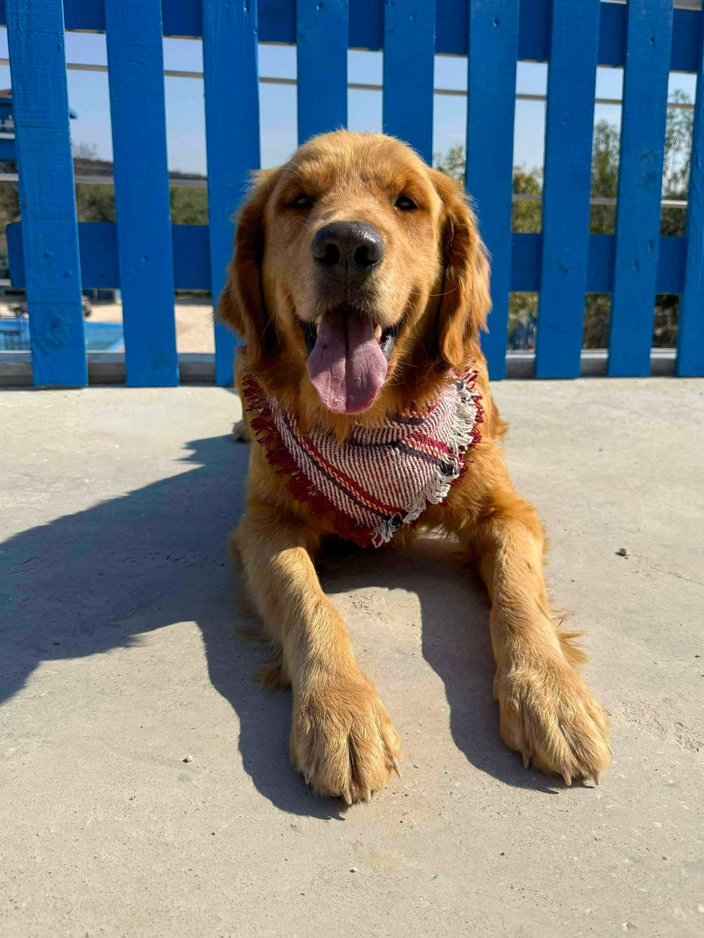 Thrive - Application Limit Exceeded 