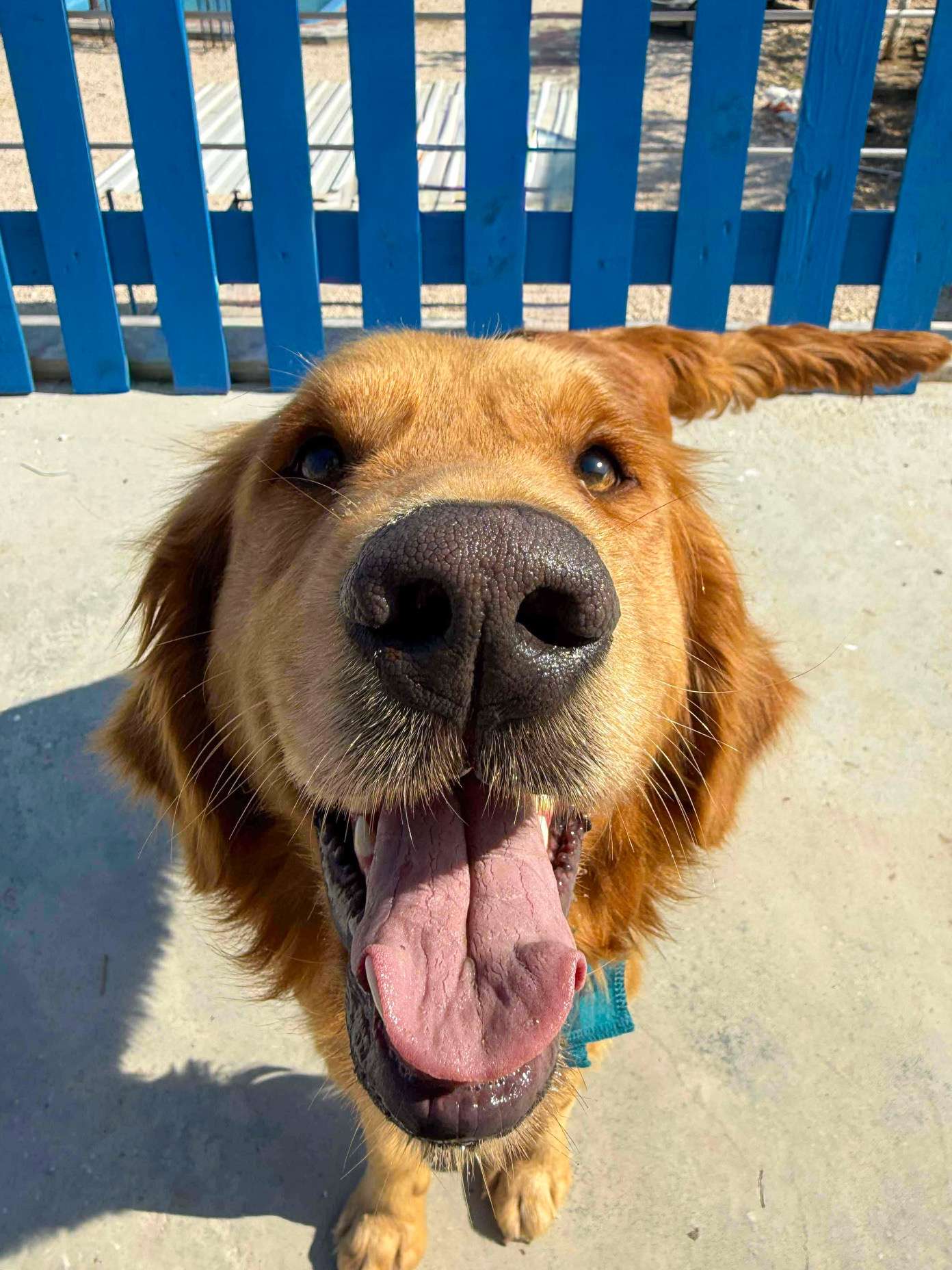 Thrive - Application Limit Exceeded 