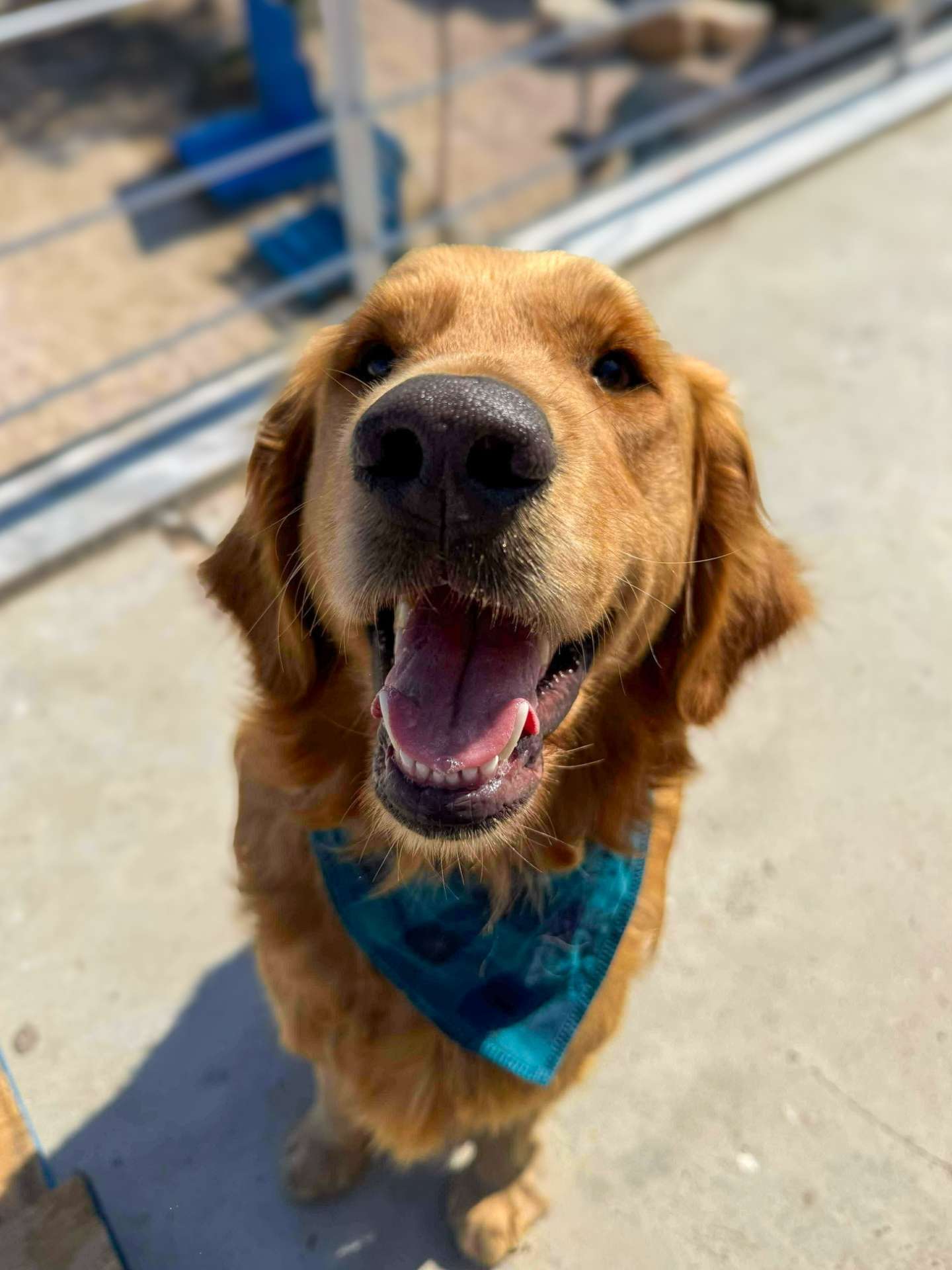 Thrive - Application Limit Exceeded 