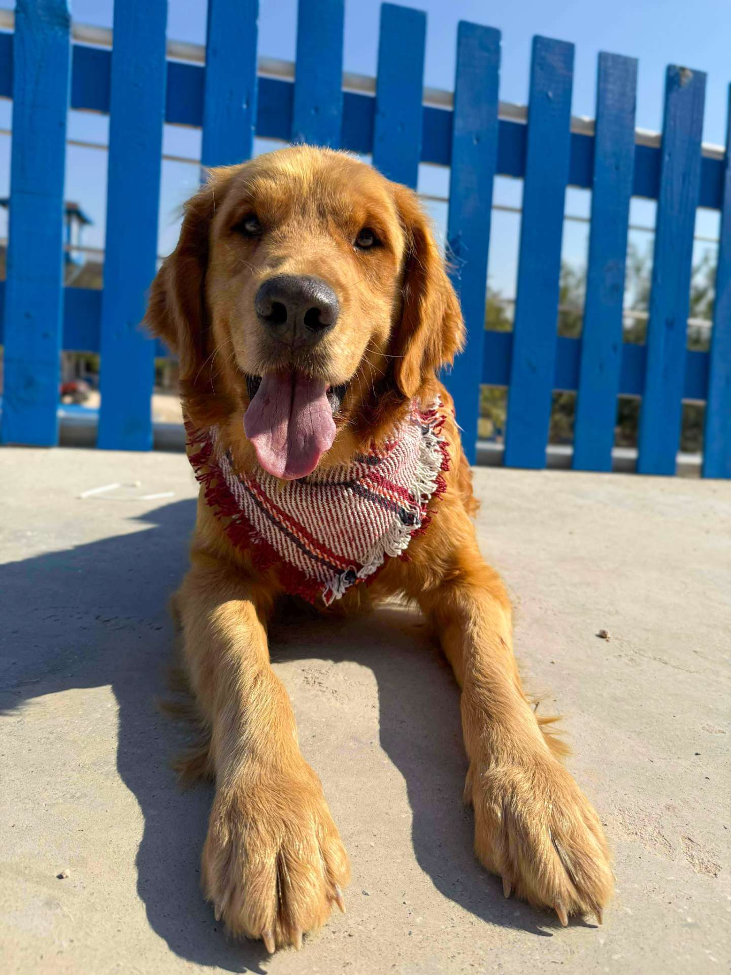 Thrive - Application Limit Exceeded 